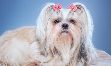 Beware the shih-tzu! Why your dog may be closer to a wolf than you think, Dogs