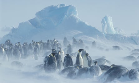 Emperor penguins endure a snowstorm.