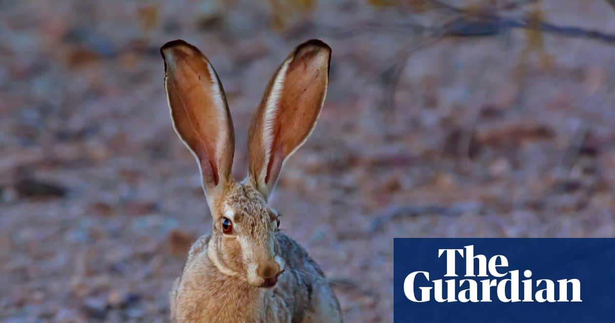 What links a US hare, a fat-free diet and the Peasants’ Revolt? The Saturday quiz