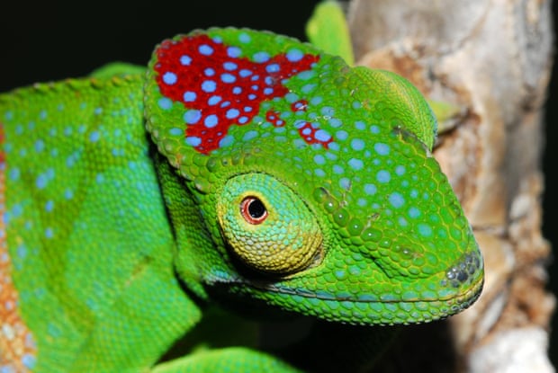 Female furcifer timoni, a type of chameleon found in Madagascar. The region is one of three regions with the highest number of endangered species that lack data.
