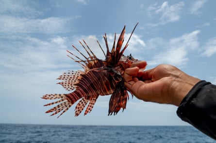 A lionfish is held at arm’s length against blue sky and sea