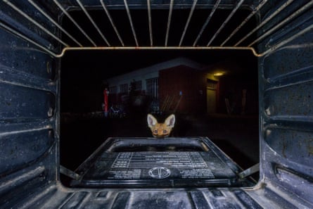 The fox peeks into the oven and is dazzled by the flashes.