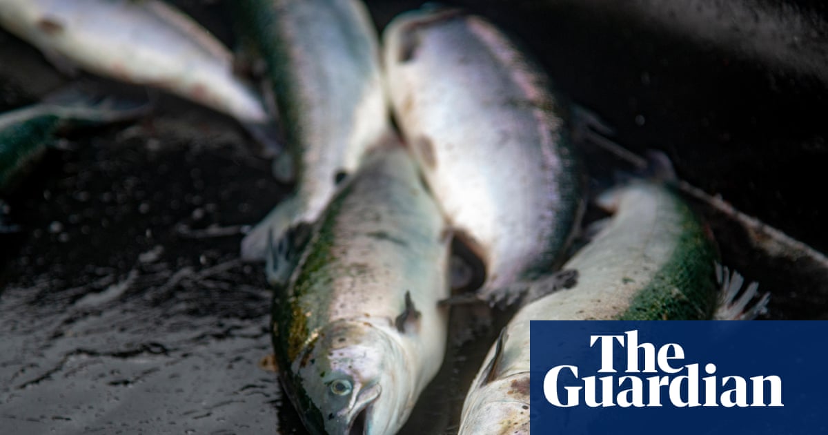 Charity condemns lack of routine fish-slaughter inspections in England and Wales
