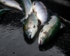 Lack of inspections at fish slaughterhouses a ‘disgrace’, says Animal Equality UK