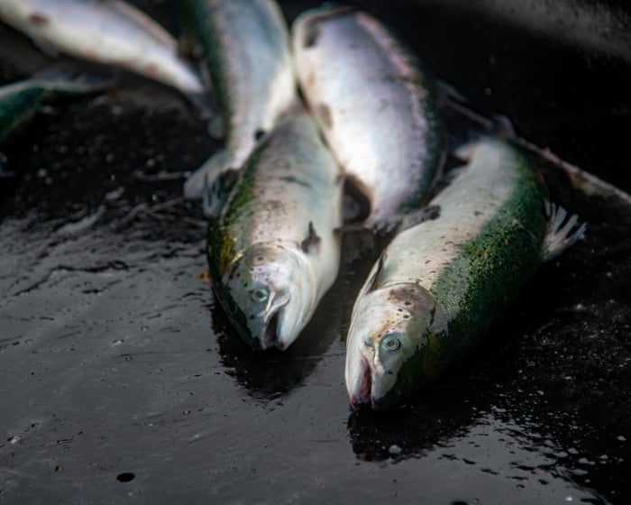 Lack of inspections at fish slaughterhouses a ‘disgrace’, says Animal Equality UK