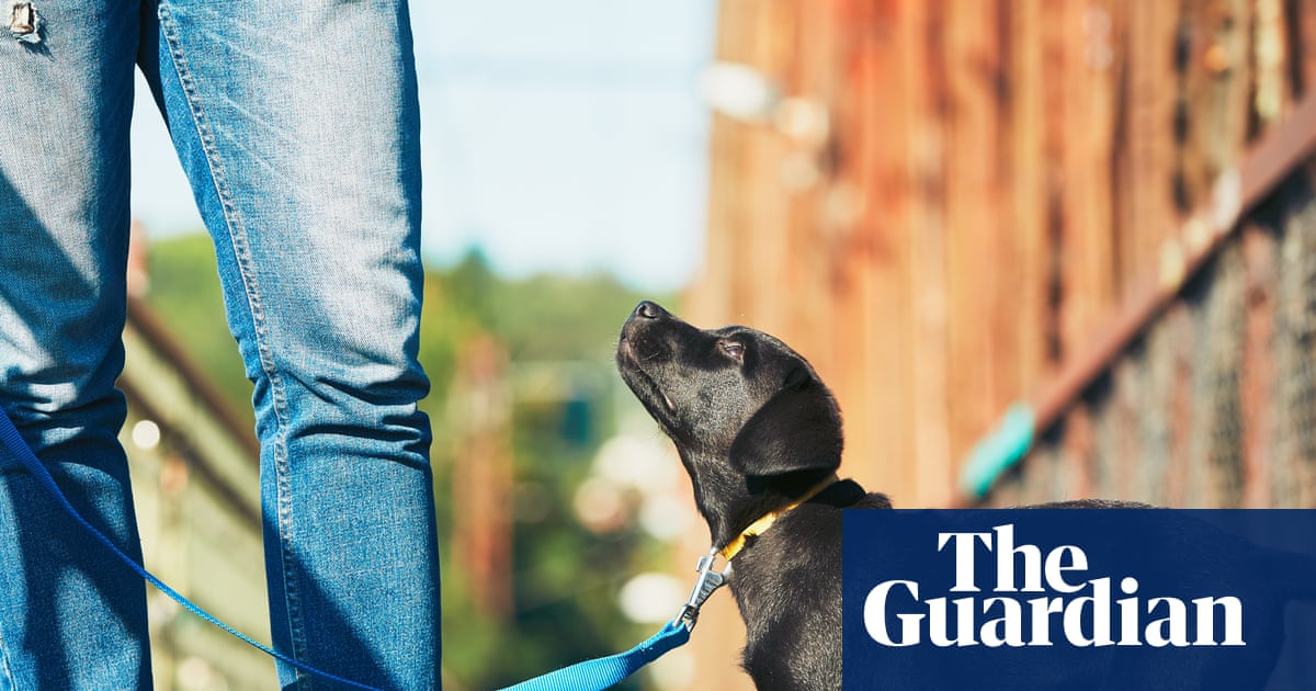 Bone of contention: why dog trainers are at war