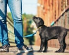Bone of contention: why dog trainers are at war