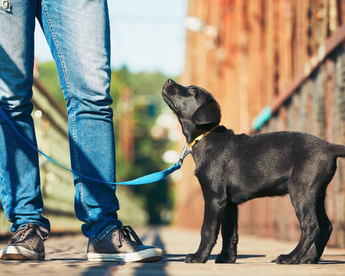 Bone of contention: why dog trainers are at war