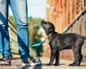 Young man is training his puppy walking on the leash