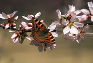 A butterfly on almond blossom in Srinagar, India