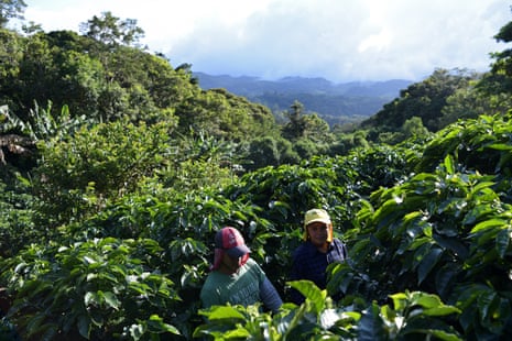 Coffee pickers from Central America working for Café de Monteverde