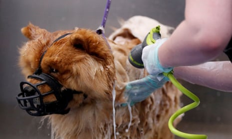 A pet groomer tends to a dog at The Groom Room, at Pets at Home in Milton Keynes.