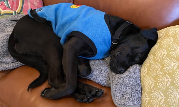 Emma Coultas’s labrador-staffie cross resting after a run
