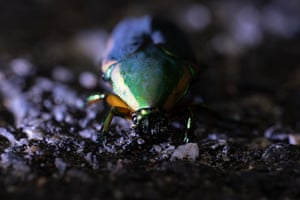 A green June beetle crawls on the trail at Quiet Waters Park in Annapolis, US