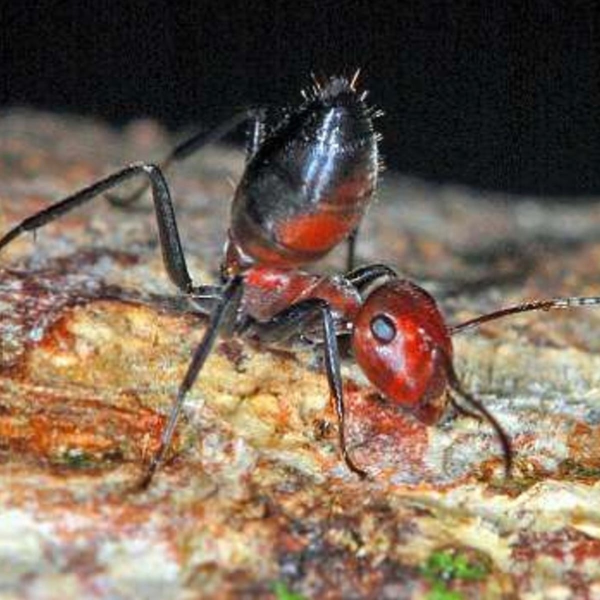 Self-destructive species: from exploding ants to postnatal octopuses |  Animal behaviour | The Guardian