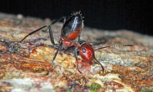 The Colobopsis explodens ant, a new species discovered in Borneo, which explodes when threatened. 