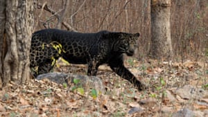 Uma rara floresta profunda de leopardo negro da Reserva de Tigres Tadoba-Andhari, na Índia. O impressionante leopardo preto, que geralmente é marrom-alaranjado com manchas pretas, foi capturado pelo atordoado fotógrafo à distância na reserva no estado de Maharashtra. O animal obtém sua coloração rara a partir de uma mutação que causa melanismo, desenvolvimento excessivo de pigmento escuro na pele. Acredita-se que a coloração escura do grande felino seja possivelmente uma vantagem em florestas tropicais densas, onde muito pouca luz solar é filtrada pela densa copa das matas densas.