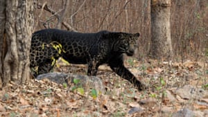 Uma rara floresta profunda de leopardo negro da Reserva de Tigres Tadoba-Andhari, na Índia.  O impressionante leopardo preto, que geralmente é marrom-alaranjado com manchas pretas, foi capturado pelo atordoado fotógrafo à distância na reserva no estado de Maharashtra.  O animal obtém sua coloração rara a partir de uma mutação que causa melanismo, desenvolvimento excessivo de pigmento escuro na pele.  Acredita-se que a coloração escura do grande felino seja possivelmente uma vantagem em florestas tropicais densas, onde muito pouca luz solar é filtrada pela densa copa das matas densas.
