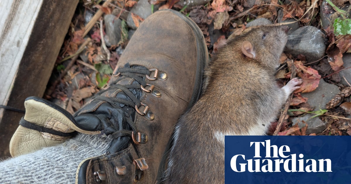 A rat sighting in New Zealand can trigger an urgent response. Meet the ‘ghostbusters’ hunting them down