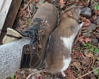 A rat sighting in New Zealand can trigger an urgent response. Meet the ‘ghostbusters’ hunting them down