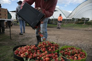 A seasonal worker tips strawberries into a bucket