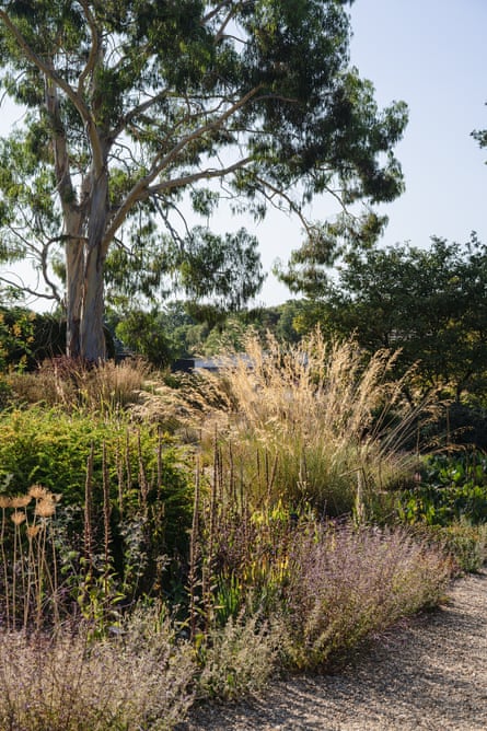 Stipa gigantea dominating the background at Beth Chatto gardens