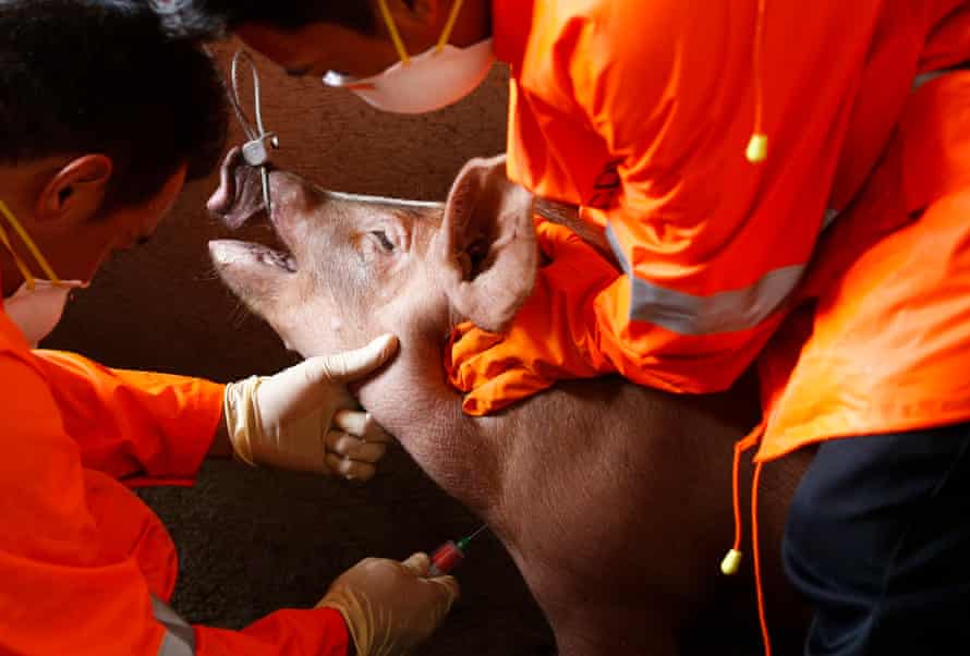 Blood samples taken from pigs for ASF testing east of Manila. ASF was confirmed in the Philippines on 14 September.
