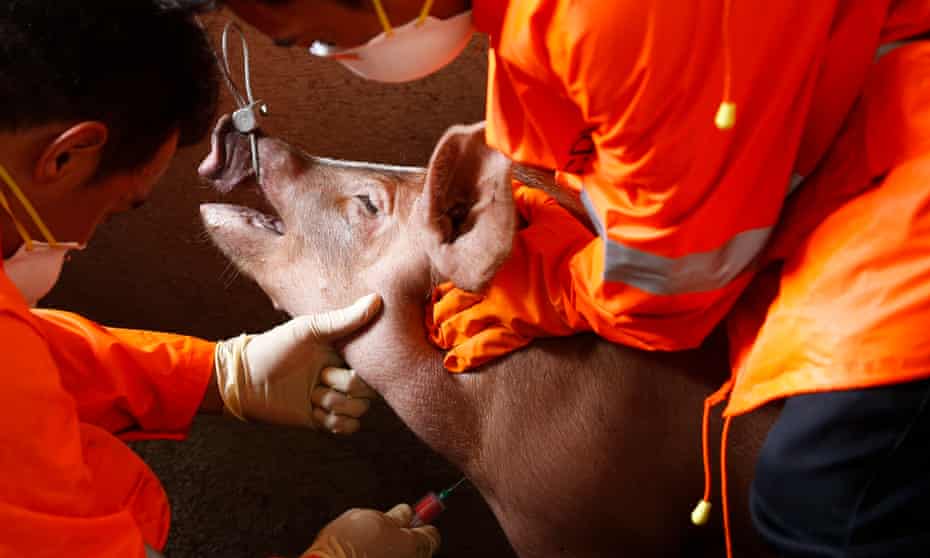A pig is tested for African Swine Fever in Manila, Philippines, during the 2019 outbreak.