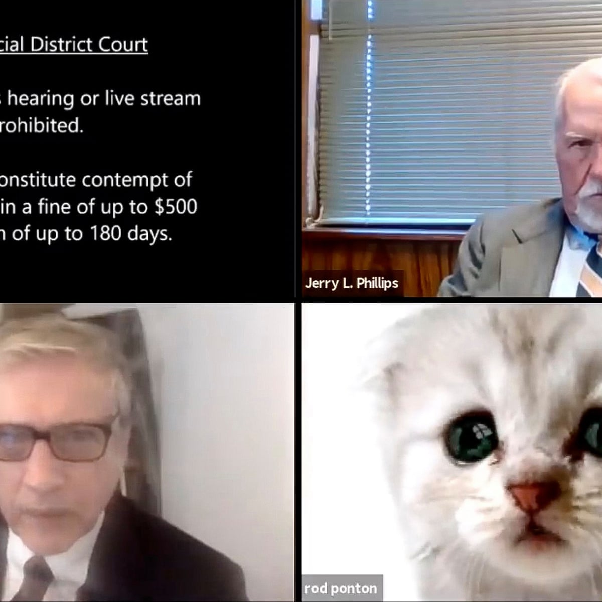 The Joy Of Lawyer Cat Is That It Teaches Us Nothing It S Just Very Funny Imogen West Knights The Guardian The Joy Of Lawyer Cat Is That It Teaches Us Nothing It S Just Very Funny Imogen West Knights The Guardian