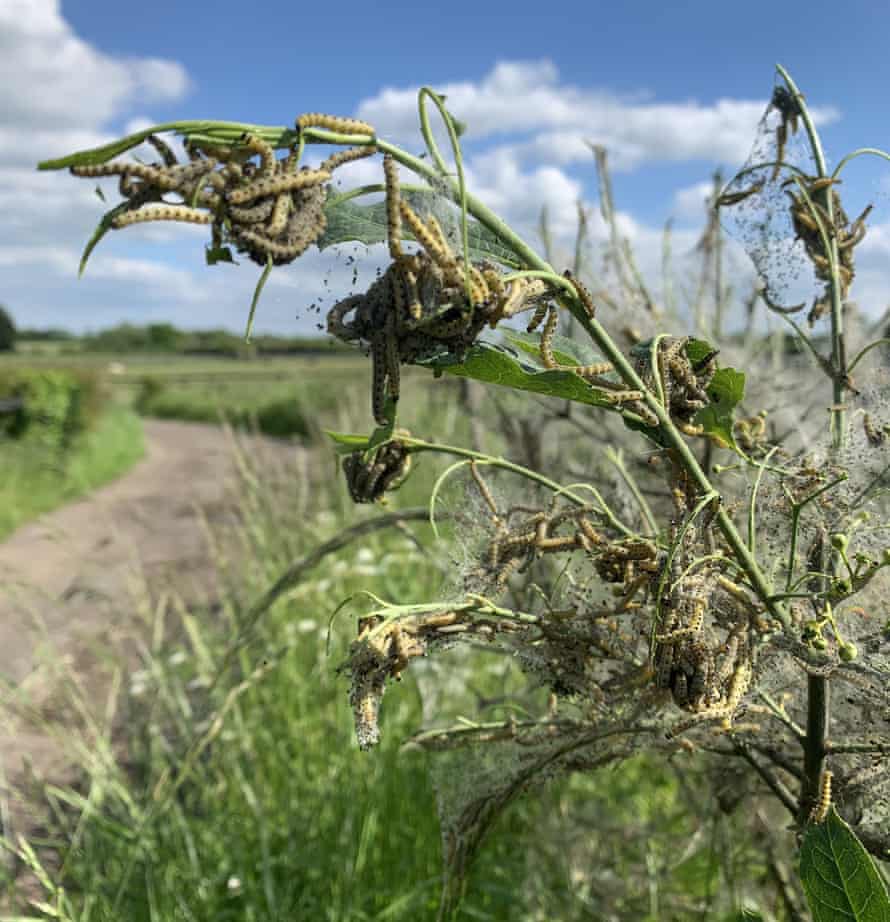Spindle ermine caterpillars.