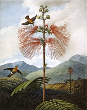 The book – more properly known as New Illustra- tion of the Sexual System of Carolus von Linnaeus, and the Temple of Flora and the Garden of Nature – was a tribute
to the Swedish botanist and natural historian Carl Linnaeus, who a few decades earlier had established the binomial system of naming plant and animal species that is still used today. Reinagle’s setting of what was then called Mimosa grandiflora against a darkening, romantic background is typical of the majestic plates Thornton commissioned from the leading flower painters of the time, including also Sydenham Edwards (see p.127). Reinagle contributed eleven illustrations, which were engraved by Joseph Constantine Stadler. The ambitious scheme proved a commercial failure when it was published in 1799, however, and Thornton died destitute in 1837