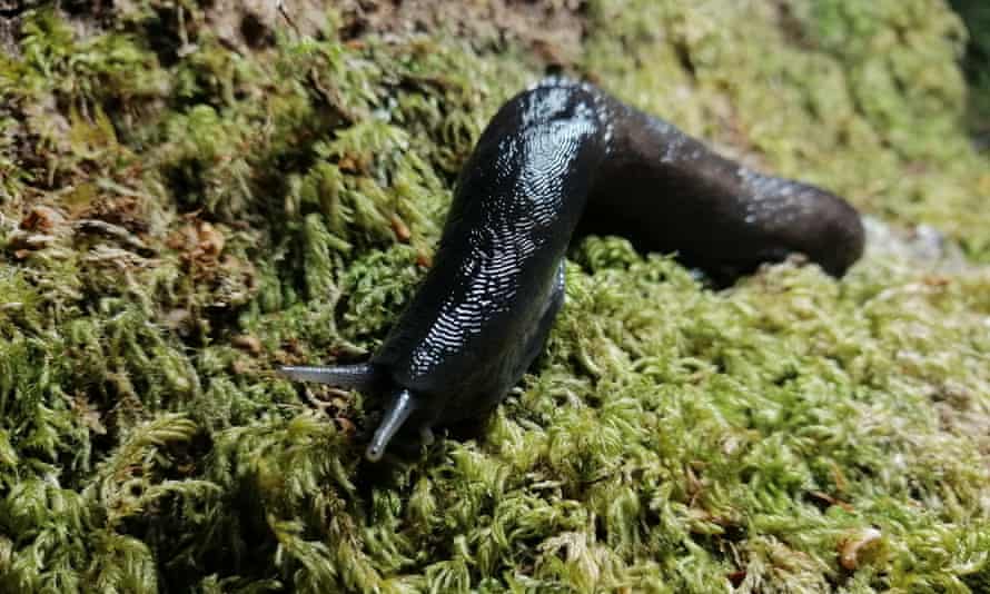 ash-black slug