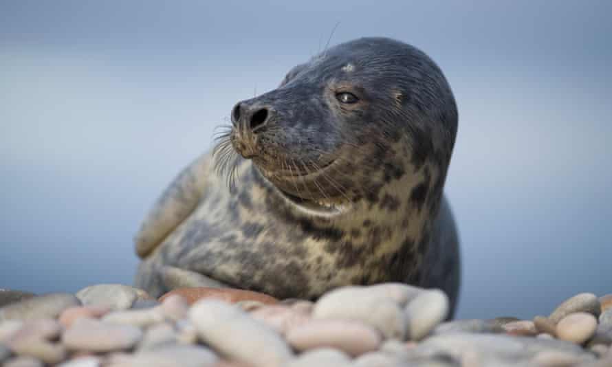 Gray seal.