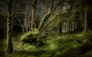 The Earth Photo shortlist includes David Rippin’s, Forest Depths (2018) taken in a woods above Blea Tarn in the Lake District.