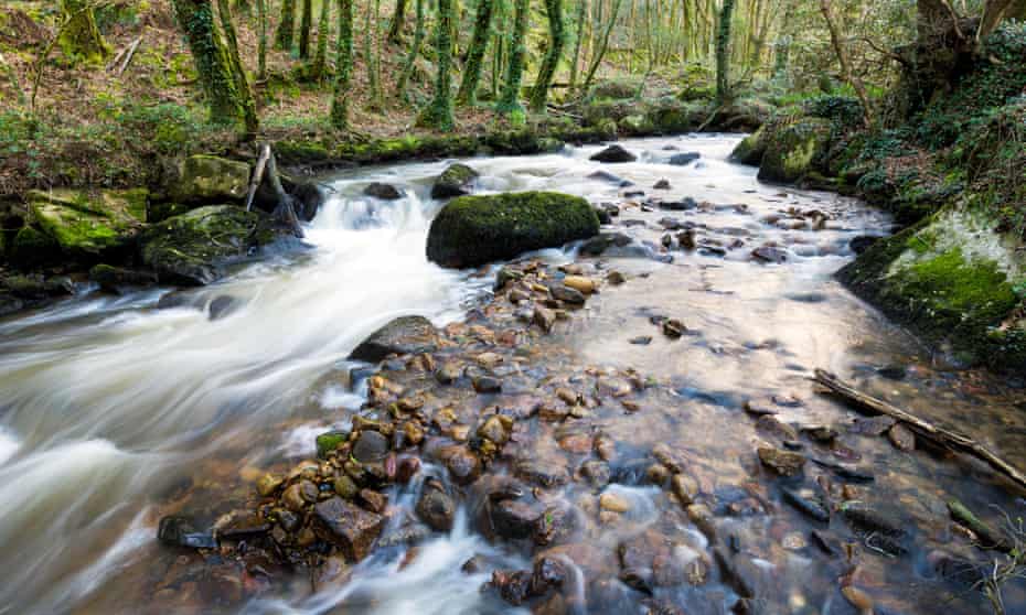 The River Par cascading over mossy boulders at Ponts Mill in the Luxulyan Valley near St Austel in Cornwall. 