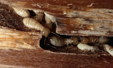 Isoptera termites