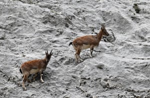 Um grupo de cabras montesas é visto na encosta do Karanlik Canyo, em Erzincan, Turquia. O cânion, que está na Lista Provisória do Patrimônio Mundial da UNESCO, se estende por 35 km. Está entre os cinco cânions mais profundos do mundo, com profundidade de 1.000 metros. Recebe entusiastas da adrenalina em todas as estações com suas belezas naturais, além de inúmeros túneis, curvas e falésias acentuadas