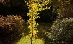 Ginkgo biloba at Emmetts garden in the South Garden. Autumnal colours at Emmett’s Garden, an Edwardian estate located in Ide Hill near to Sevenoaks in Kent and owned by the National Trust. Autumn. ***Awaiting tree species identification information - caption to be updated*** Photograph by David Levene. 22/10/20