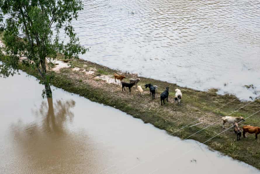 Stranded cattle during the floods near Lismore.