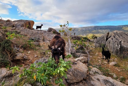 Goats in Homhil, Socotra