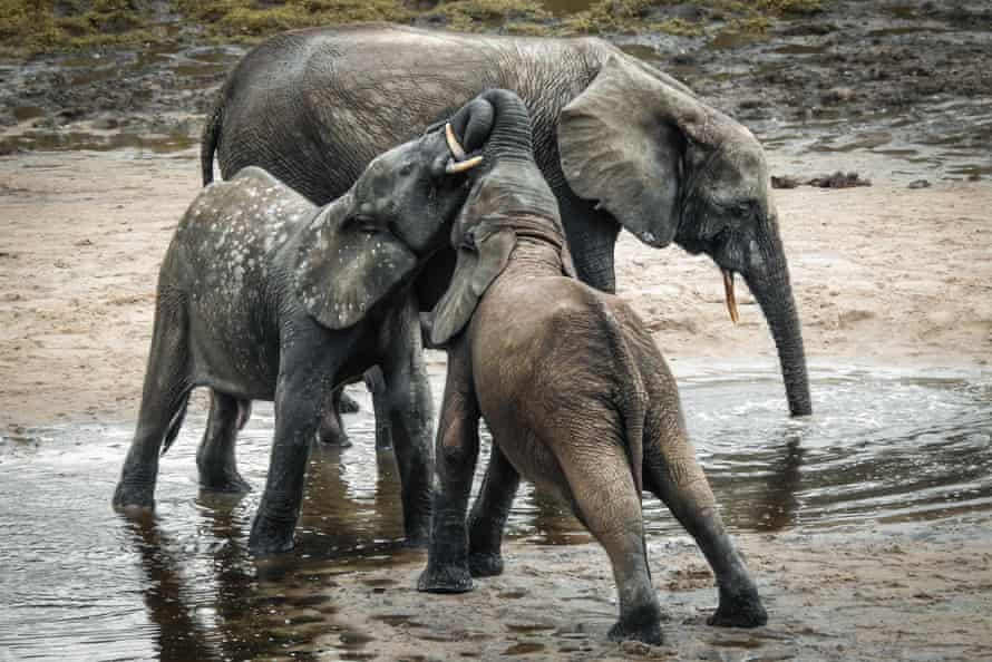 Terneros y elefante de la selva