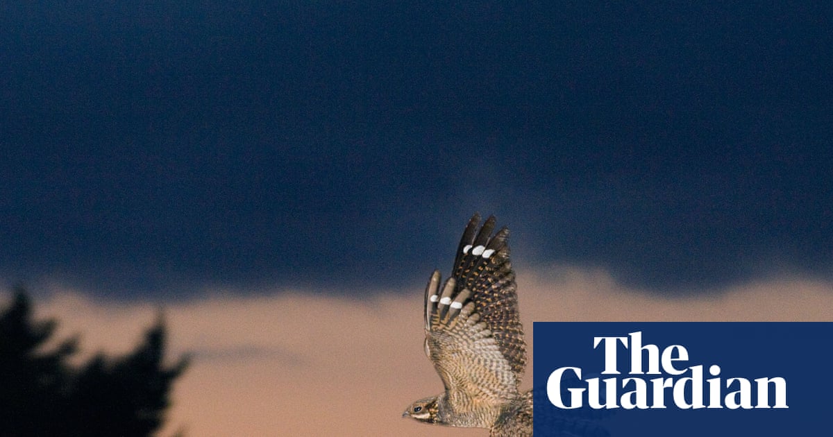 Country diary: Waiting for a nightjar is elusive and maddening – then thrilling | Mark Cocker