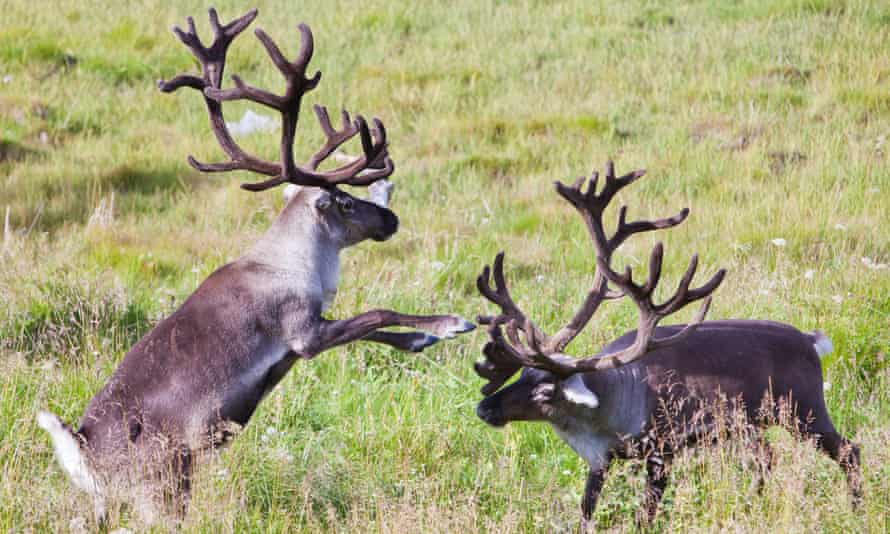 Reindeer fighting in Alta, Norway