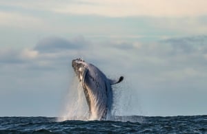 All whales have the ability to breach but it is far more common in humpback whales, which are a social species.