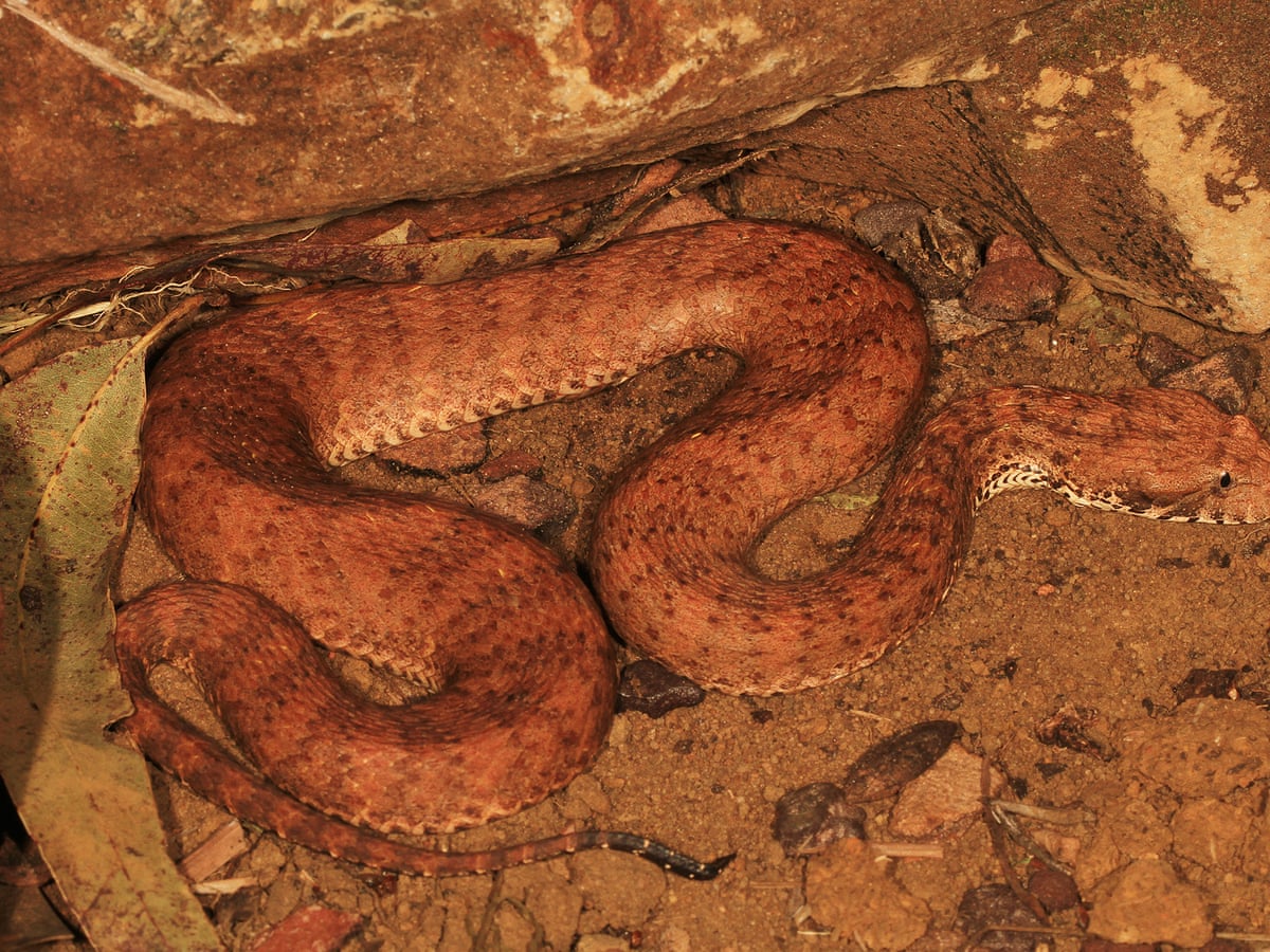 Yet Another Deadly Snake Species Discovered In Australia Snakes The Guardian