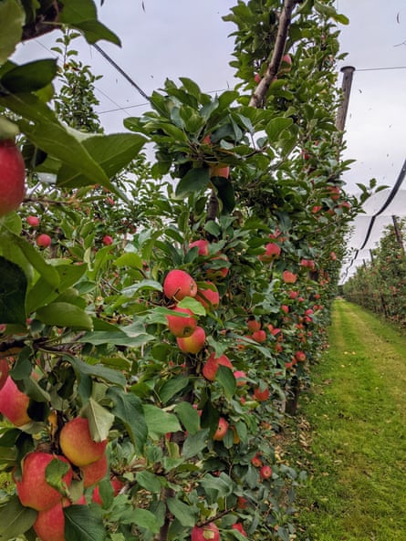 Kanzi apples growing at Sanders Apples in the Yarra Valley, Victoria
