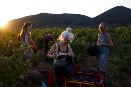 Group of grape pickers pour buckets of grapes into crates