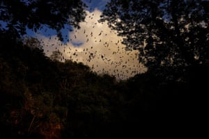 Bats fly out of a cave located in the Calakmul biosphere reserve near where section 7 of the new Mayan train route is being built in Campeche, Mexico