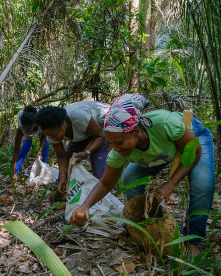 The women collect coconuts that have fallen or been shaken to the ground.