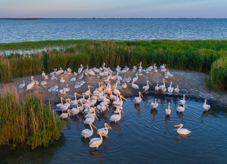 Pelicans at dusk in the Danube Delta